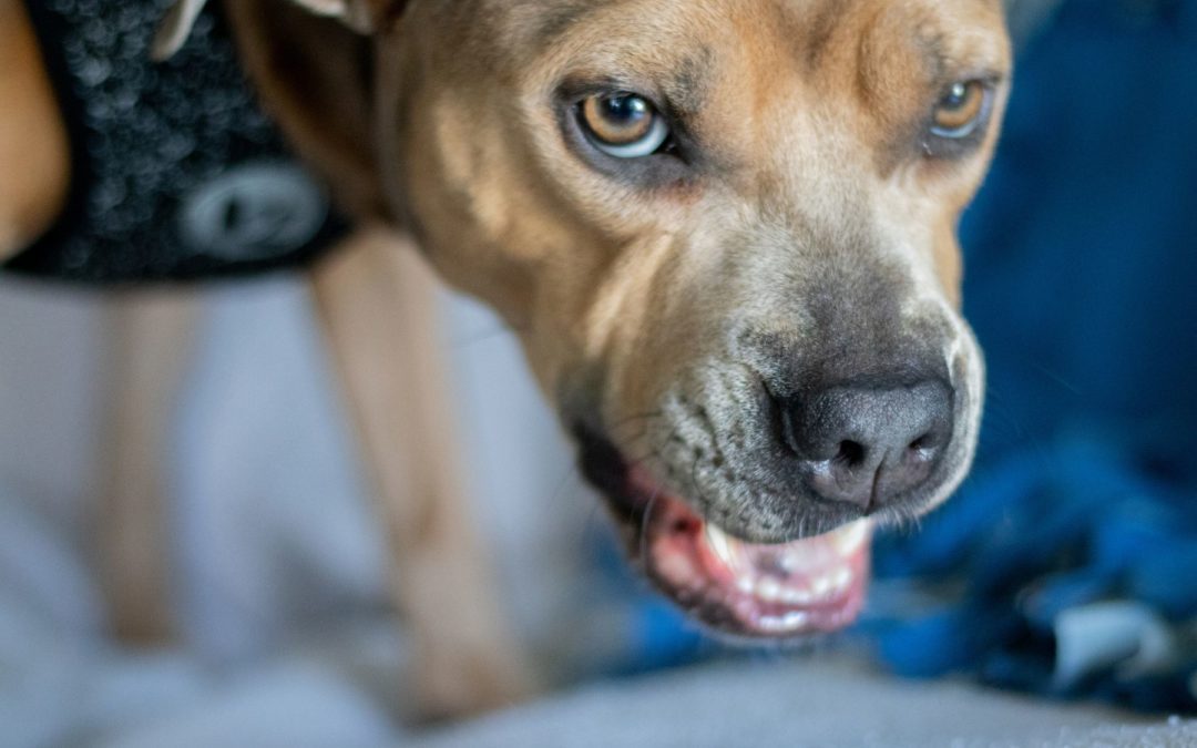 Comment réagir si votre chien grogne