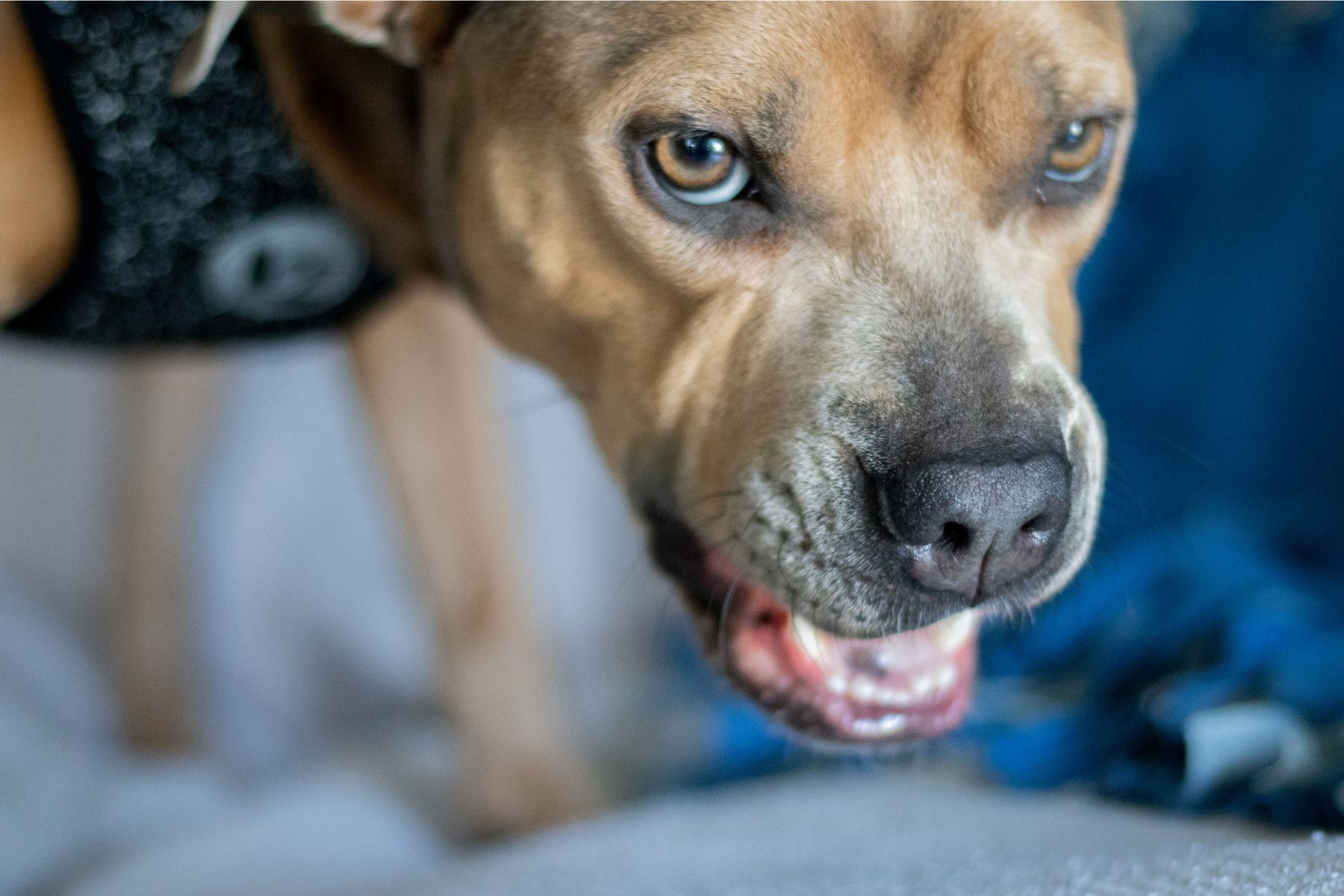 Comment empêcher un chien de grogner Comment empêcher un chien de grogner
