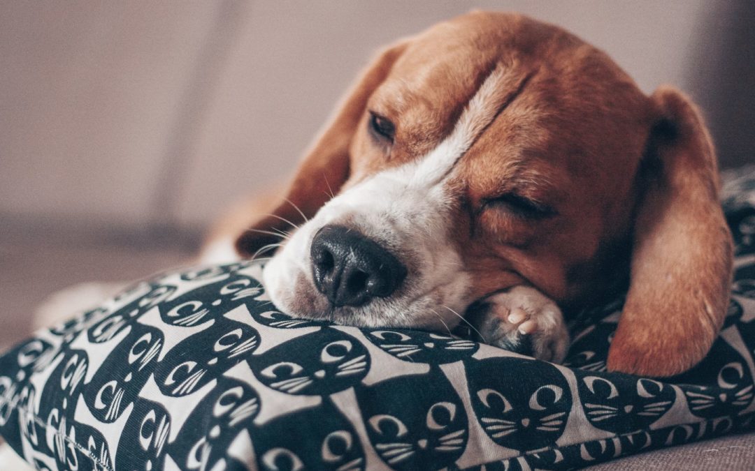 À quoi rêvent les chiens ? Comprendre le sommeil et les rêves canins