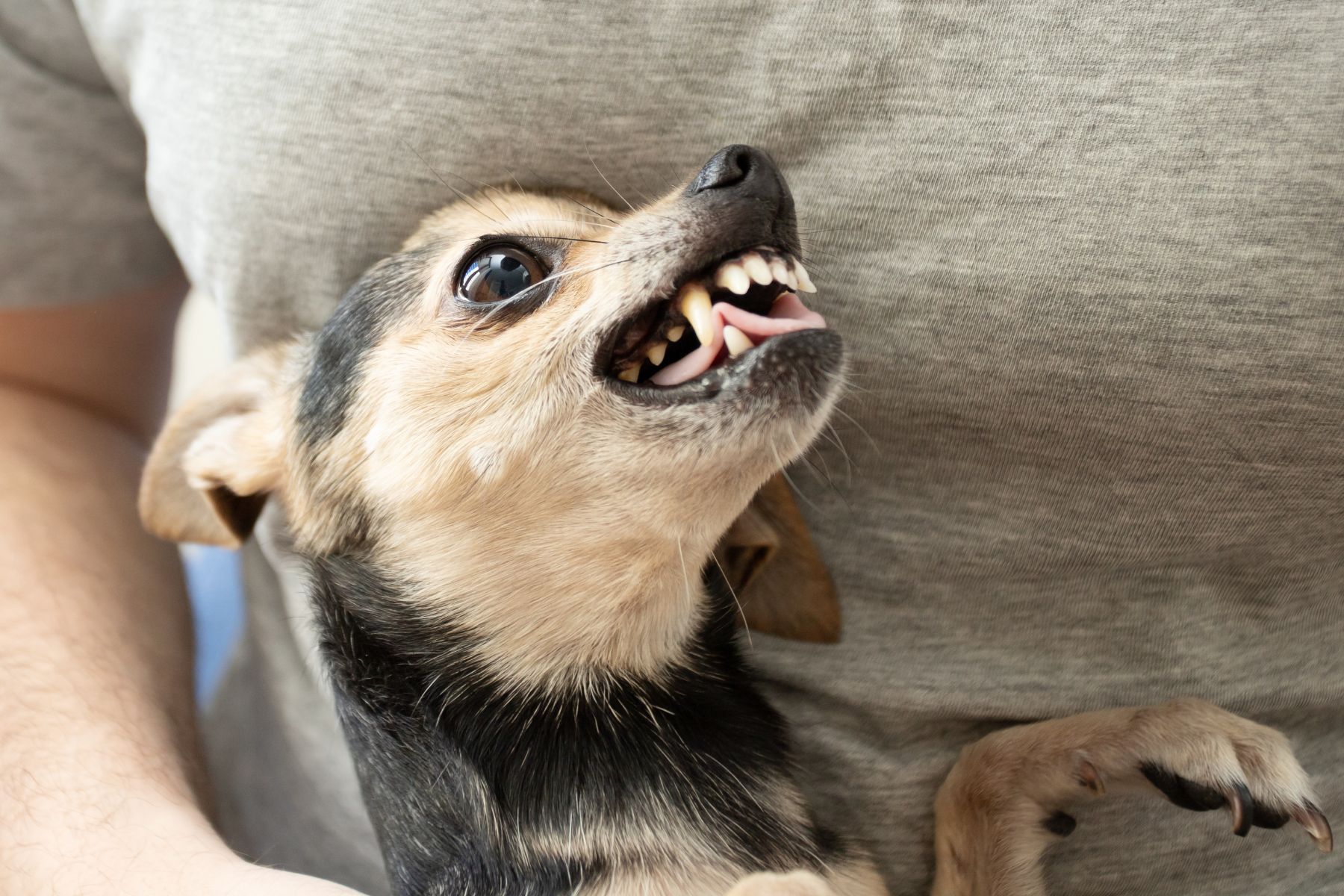Chien qui fait de la protection de ressources et qui grogne.