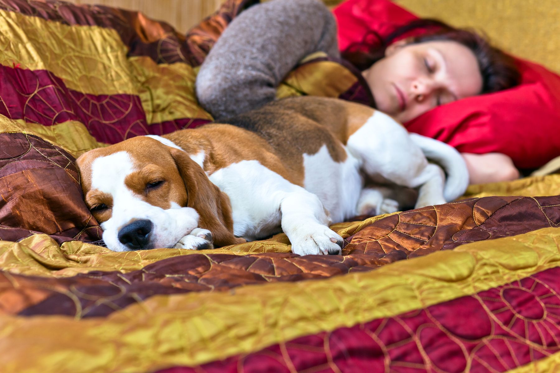 Une partie du sommeil des chiens est consacré aux rêves, comme pour nous.