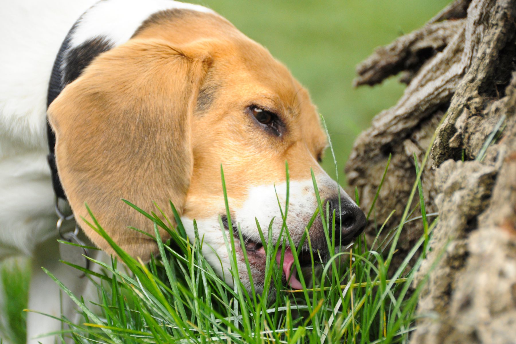 chien qui mange de l'herbe Un beagle qui mange de l'herbe.