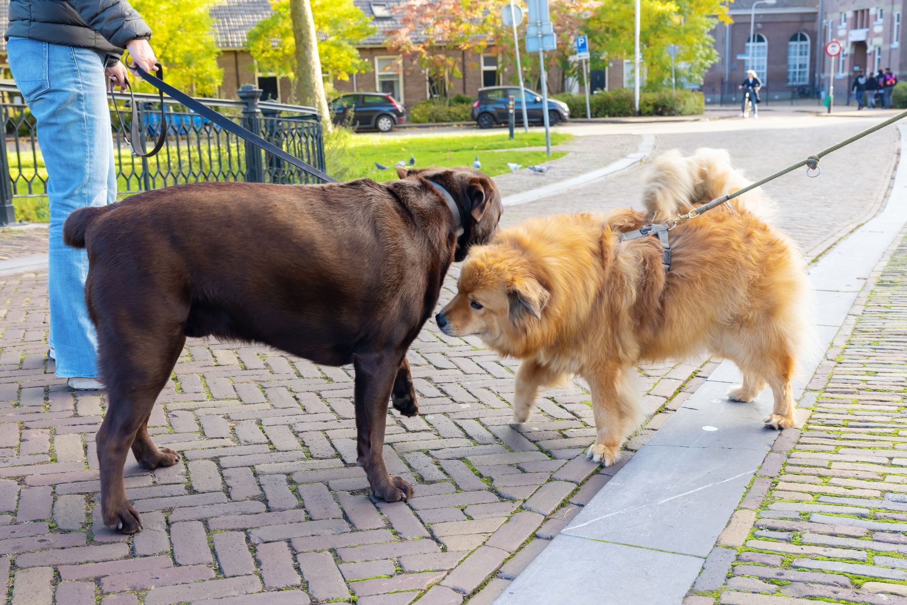 Apprendre a bien réagir quand vous croisez un autre chien.