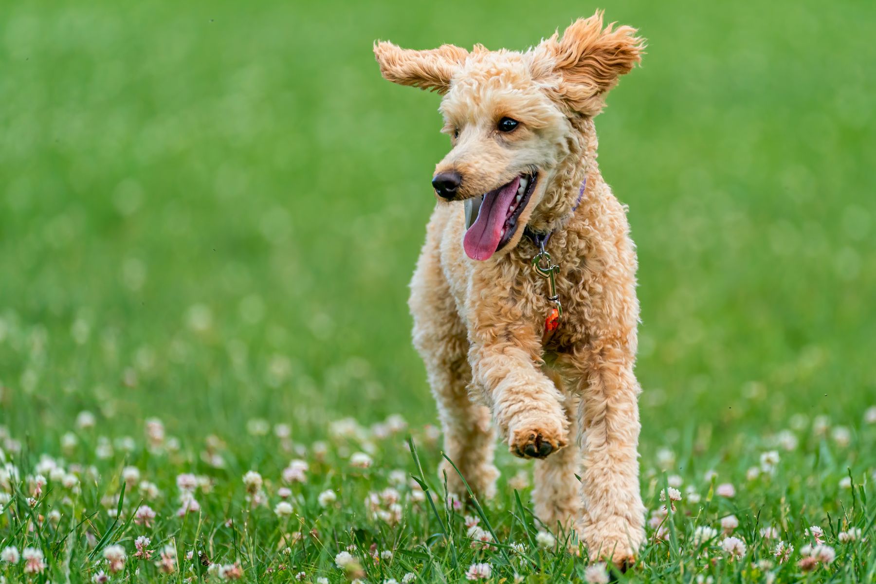 Avoir un chien obéissant qui revient