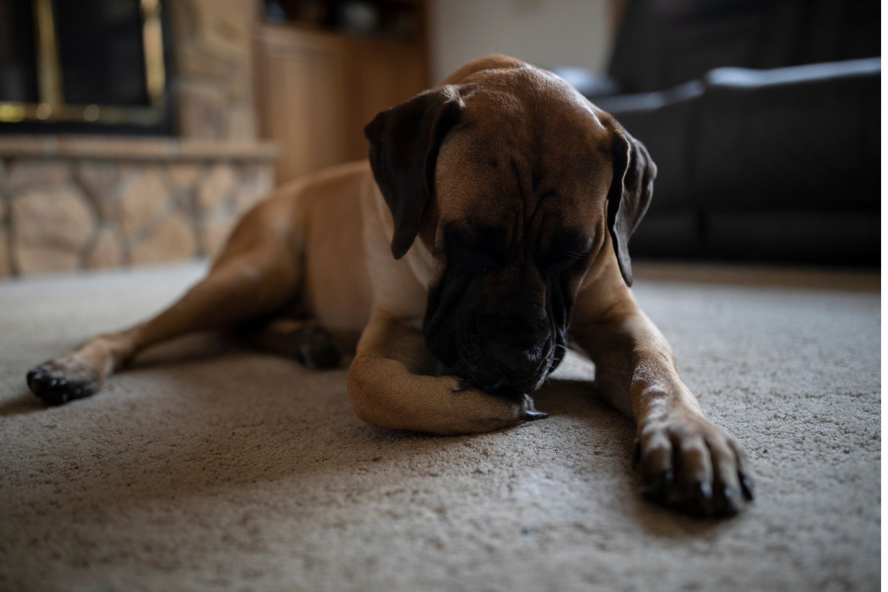 Un chien qui se lèche les pattes peut ressentir des émotions stressantes