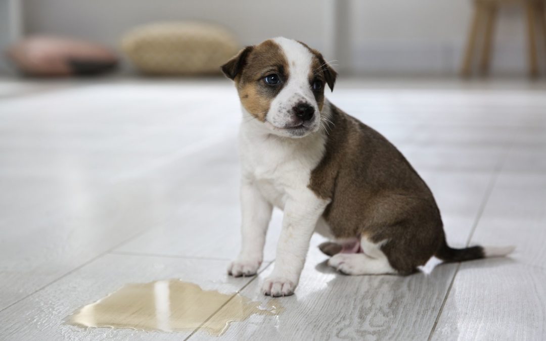 Pourquoi votre chiot attend de rentrer pour faire ses besoins ?