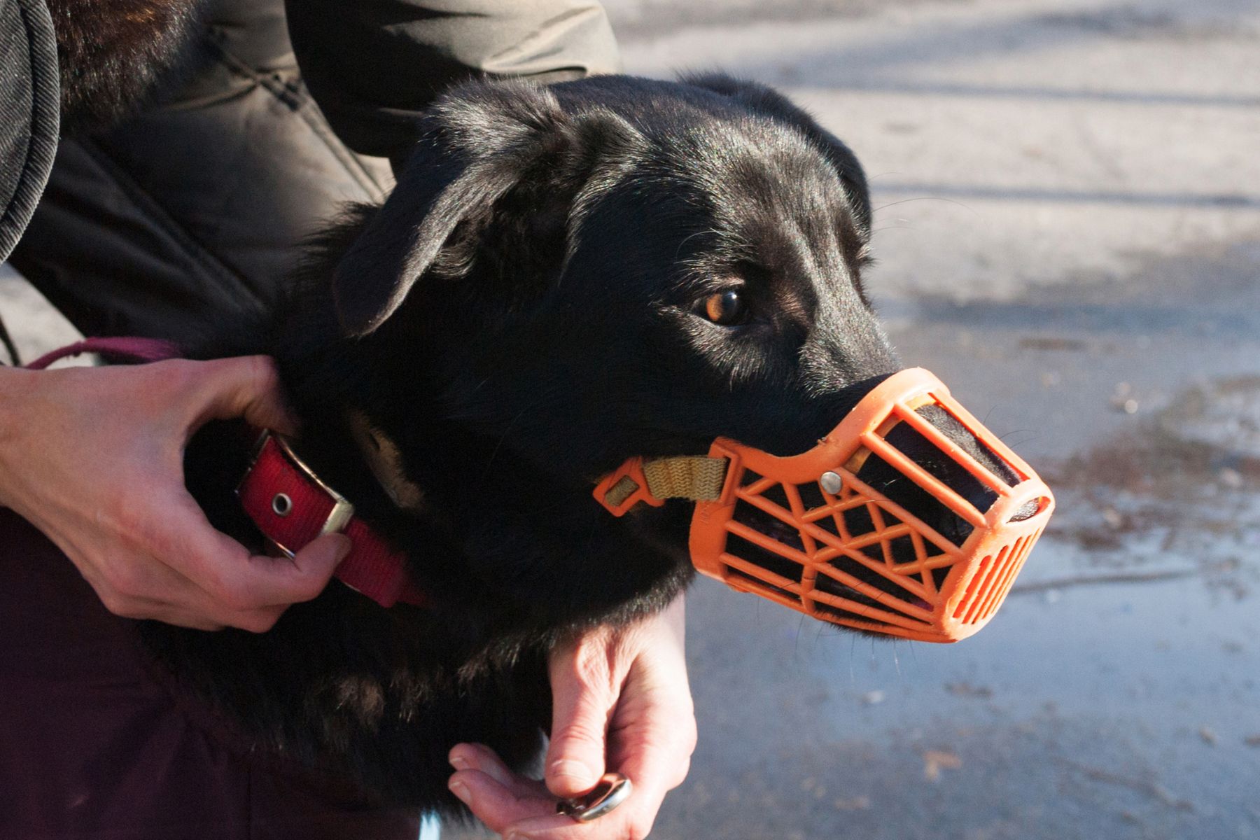 On peut museler son chien sans trahir sa confiance