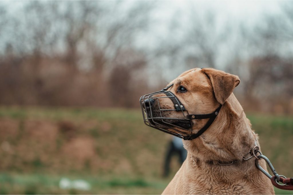 Peut-on aimer son chien et le museler