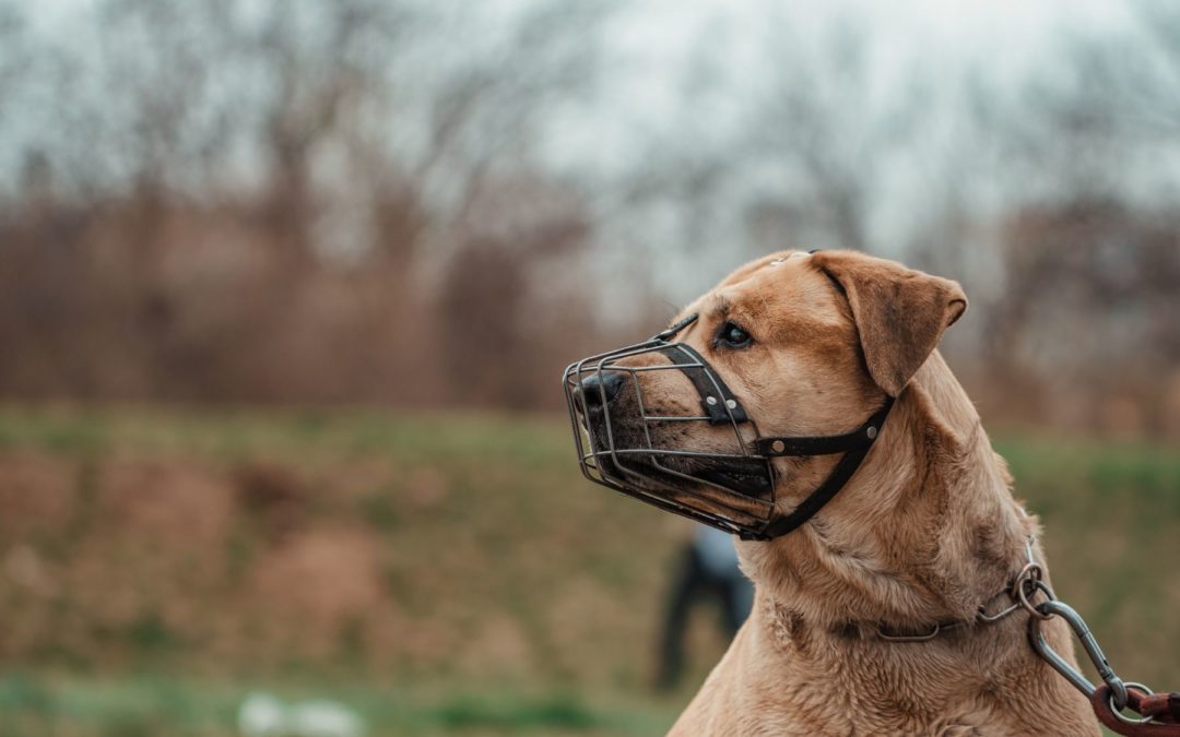 Peut-on aimer son chien et le museler?