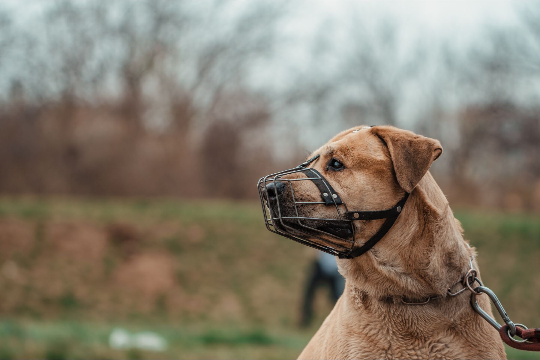 Peut-on aimer son chien et le museler Peut-on aimer son chien et le museler
