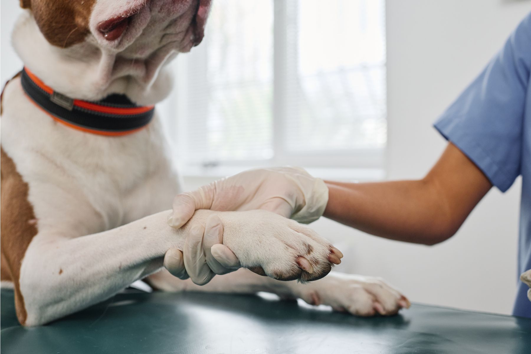 Examen de la pattes pour voir s'il y a un épillet