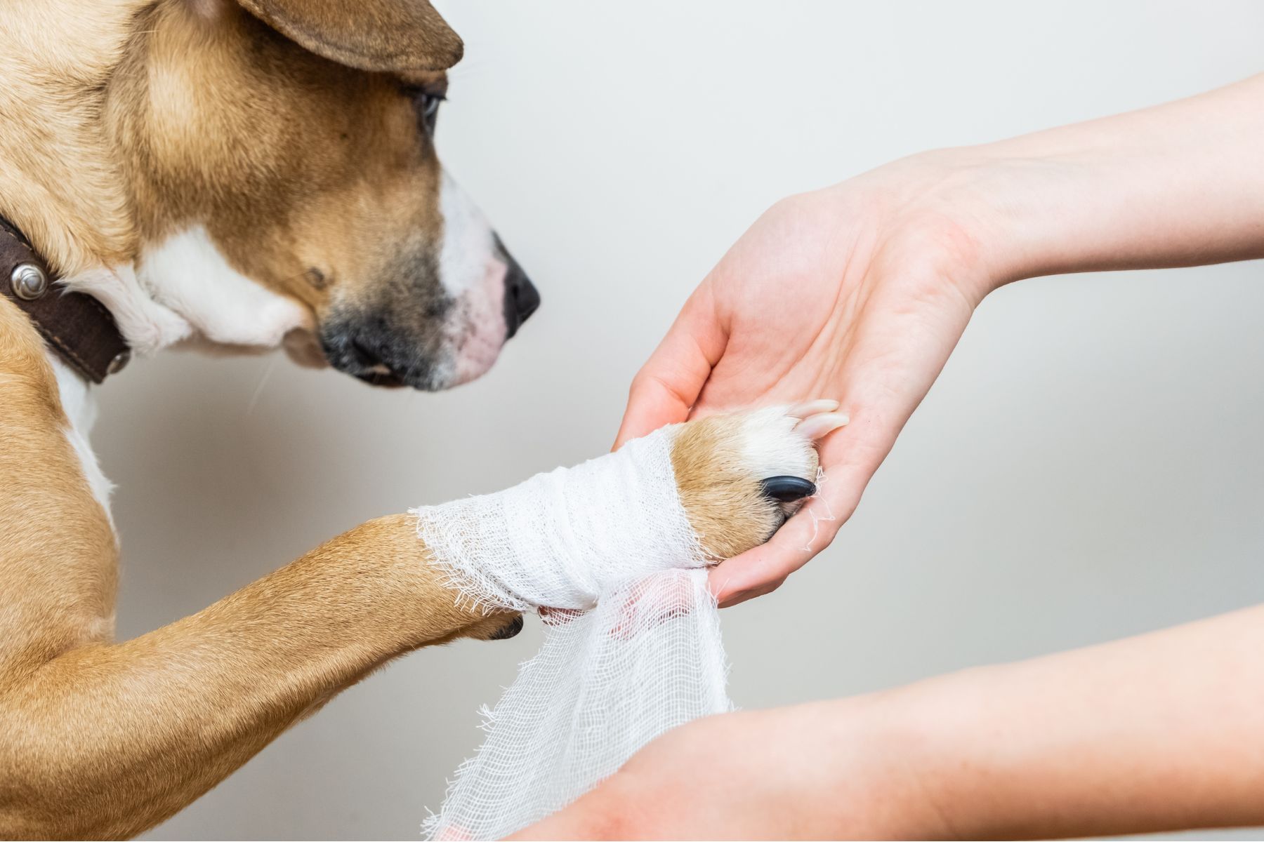 Bandage sur la patte blessee d'un chien suite à une épillet