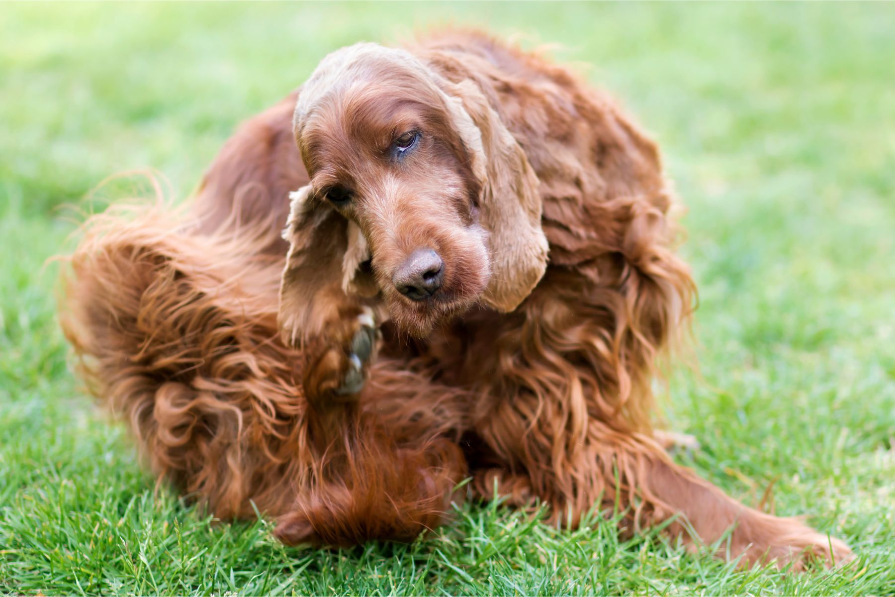Chien qui se gratte violemment l'oreille: symptôme possible d'un épillet.