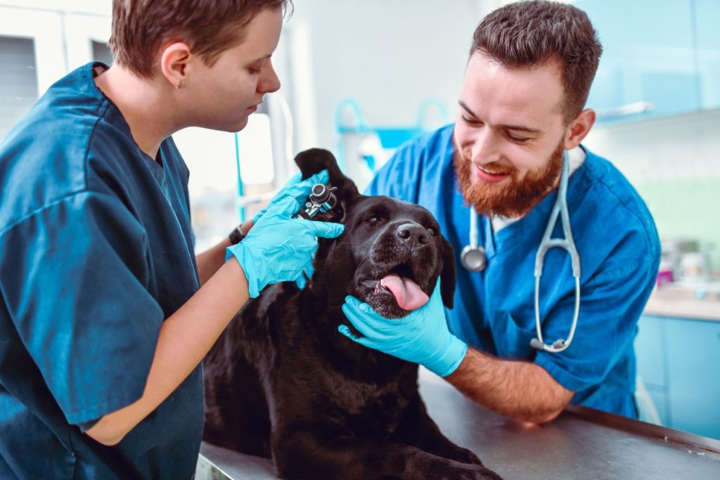 Vétérinaire qui vérifie qu'il n'y a pas d'épillet dans l'oreille d'un chien