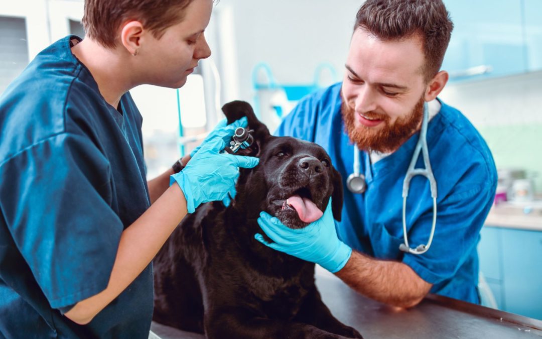 Épillet chez le chien : les signes qui doivent vous alerter