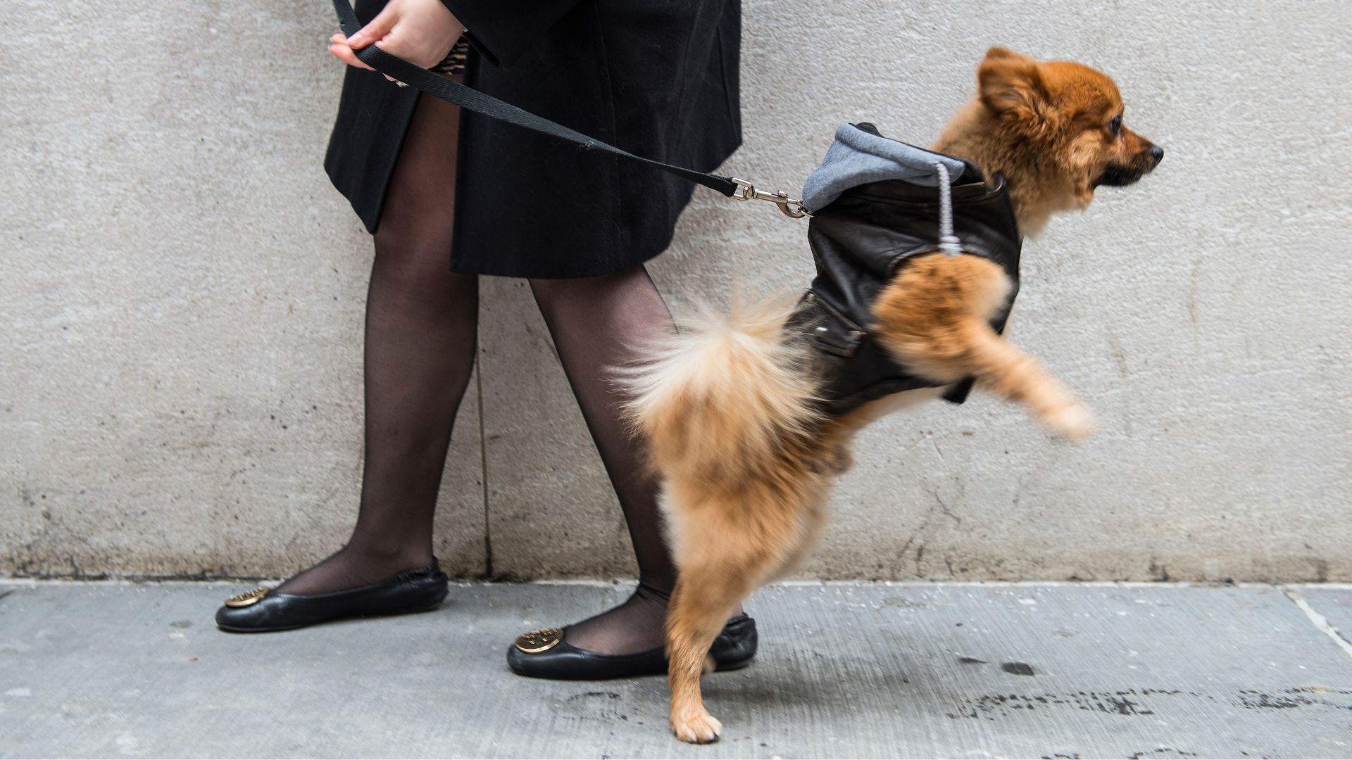 Petit chien stressé en ville