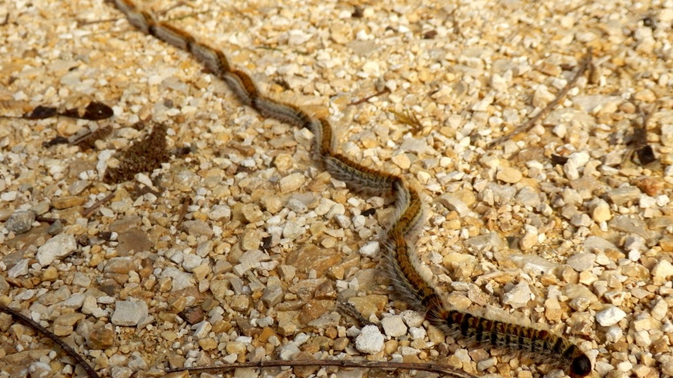 Chenilles processionnaires: un vrai danger pour les chiens