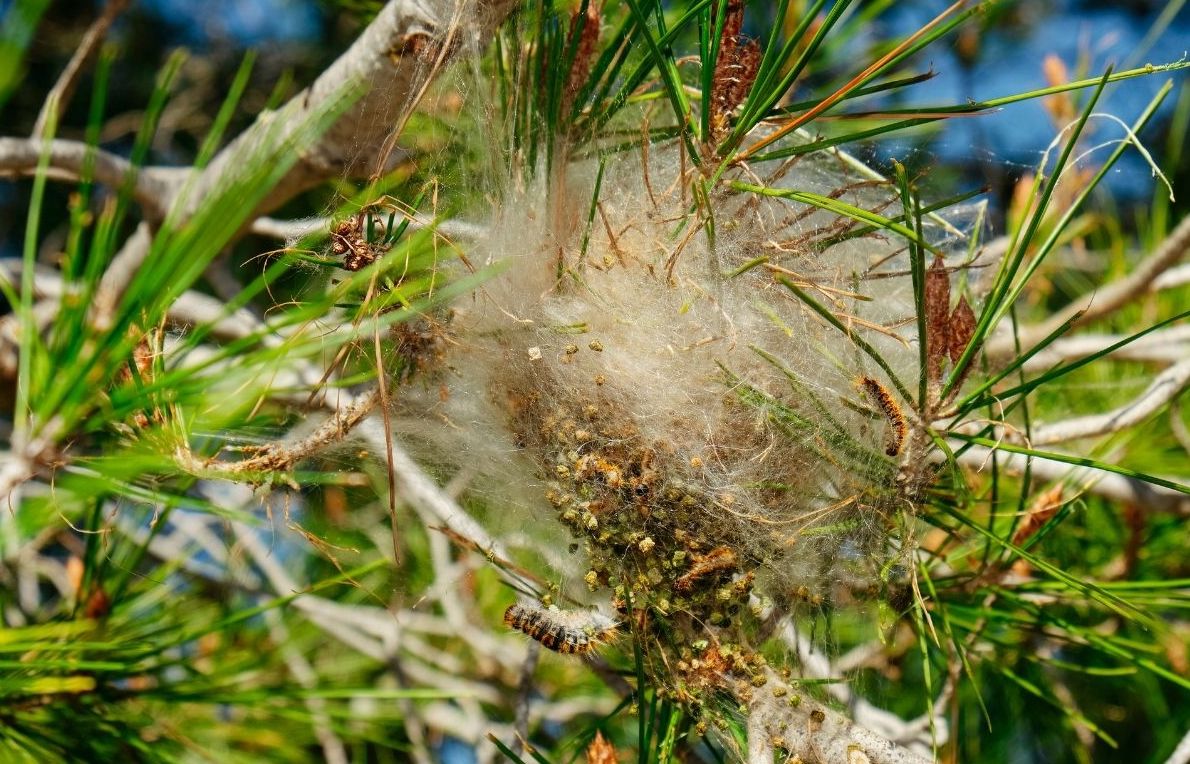 nid de chenilles processionnaires