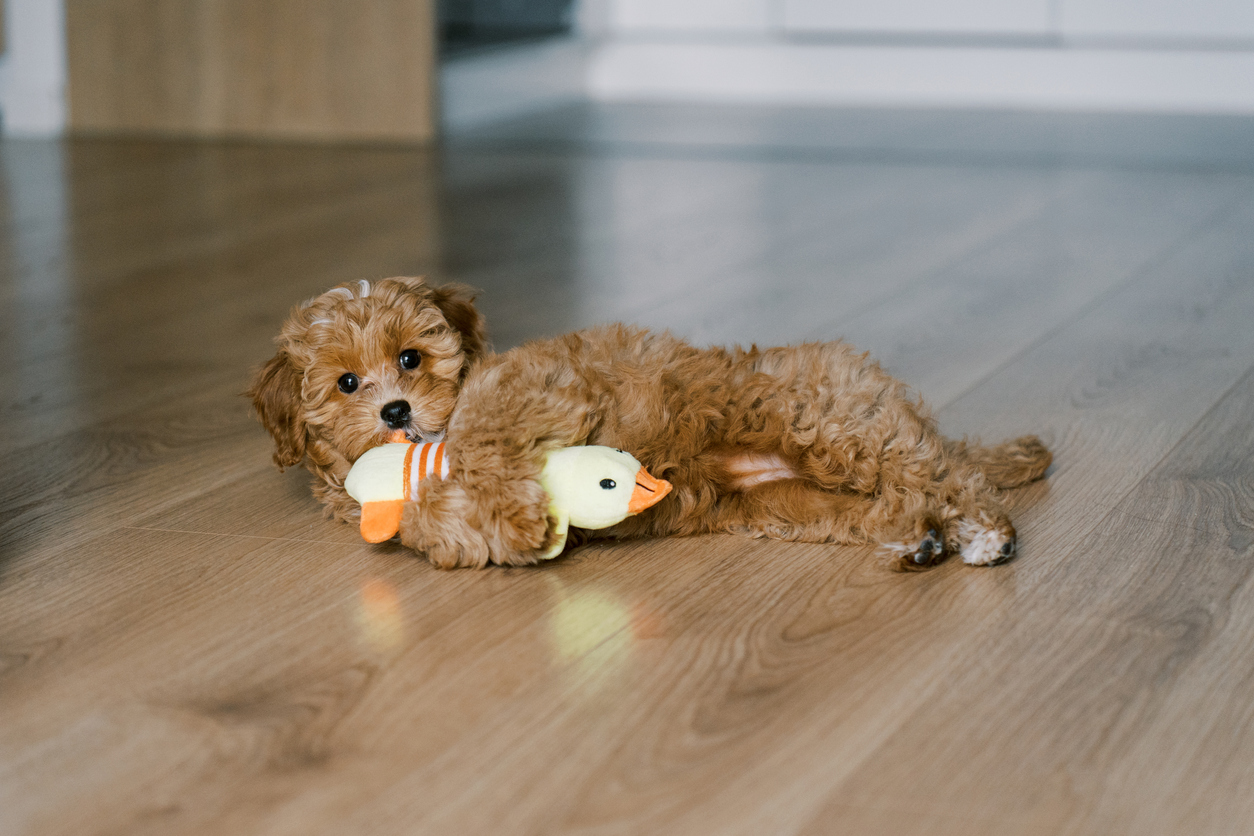 Caniche qui joue avec un canard en peluche