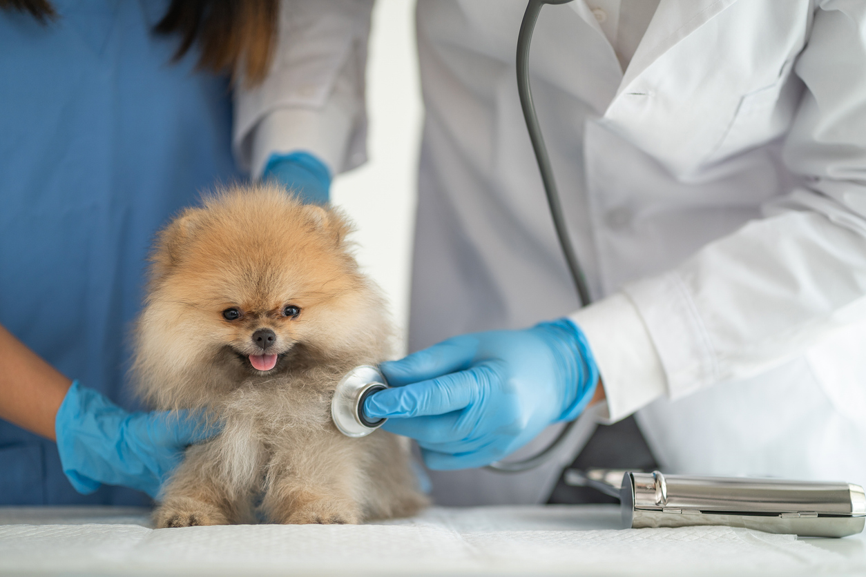 Chiot spitz chez le vétérinaire