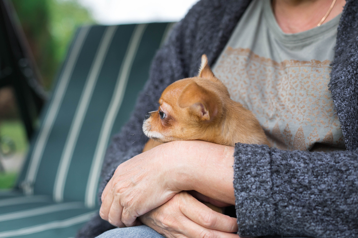 Petit chien dans les transports publics
