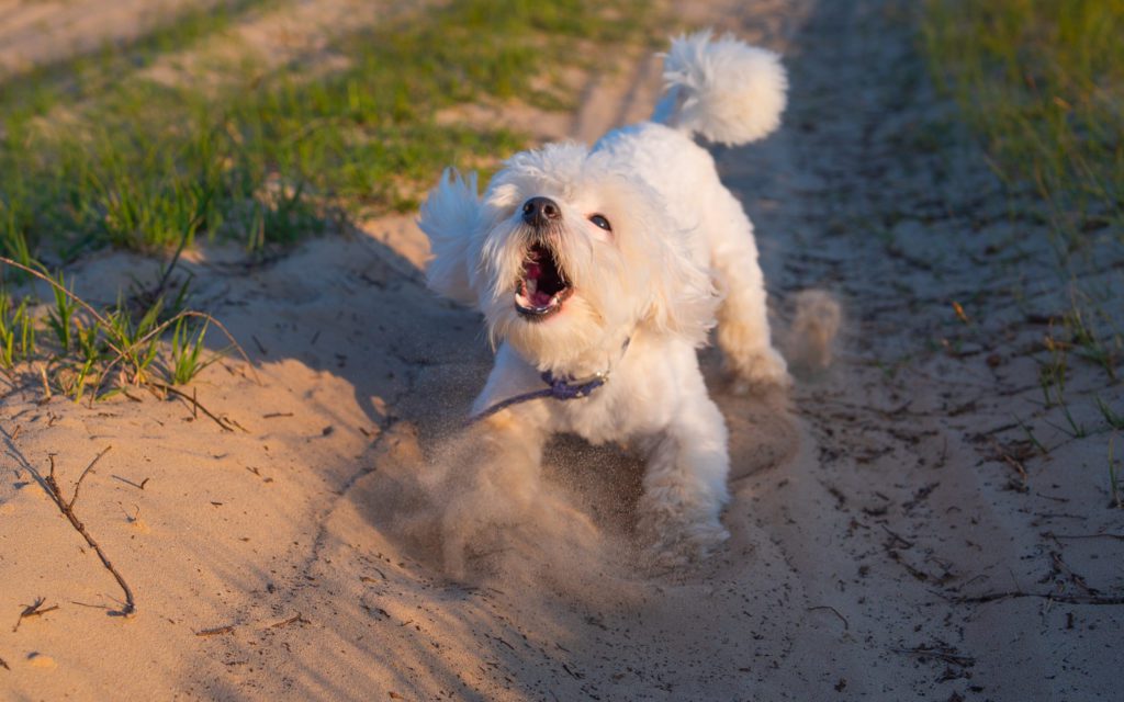 Bichon en train d'aboyer
