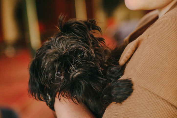 Peti chien affenpischer porté dans les bras
