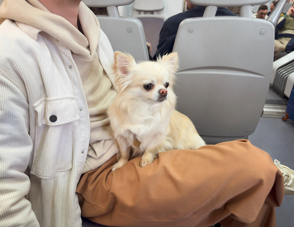 Chihuahua dans ls transports publics