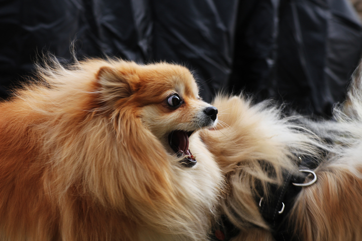 spitz nain porté qui grogne