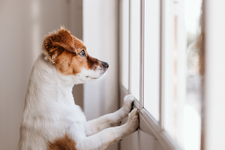 Petit chien qui stresse durant l'absence de son propriétaire.