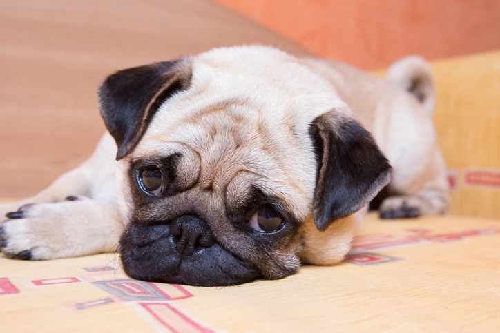 Petit chien qui a des problèmes à rester seul.